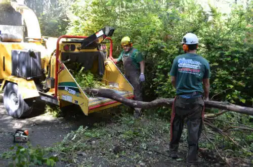 tree services Hennepin